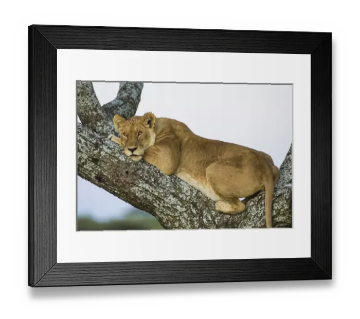 Framed Print : Africa. Tanzania. African lioness (Panthera leo) in a tree at Ndutu in Serengeti NP Framed Print : Africa. Tanzania. African lioness (Panthera leo) in a tree at Ndutu in Serengeti NP