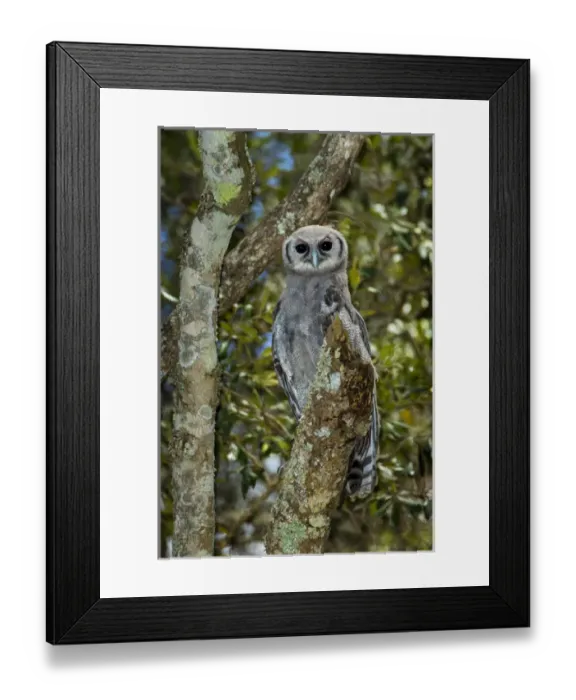 Framed Print : Africa. Tanzania. Verreauxs eagle-owl (Bubo lacteus) in Serengerti NP