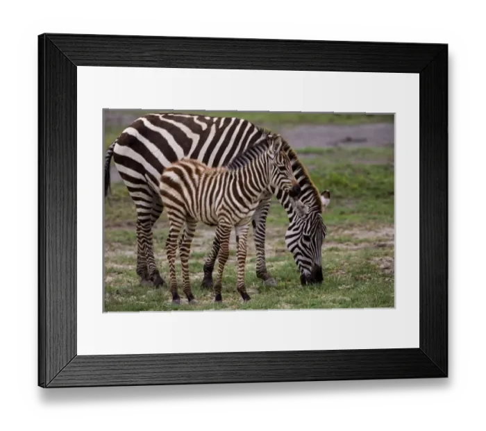 Framed Print : Africa. Tanzania. Female Zebra (Equus quagga) with colt in Serengeti NP