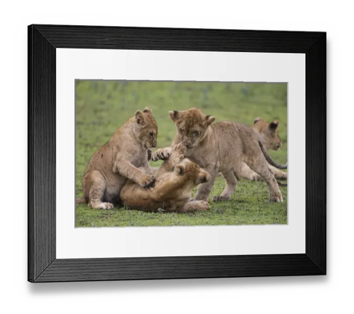 Framed Print : Africa. Tanzania. African lion cubs (Panthera leo) mock fighting at Ndutu in Serengeti NP Framed Print : Africa. Tanzania. African lion cubs (Panthera leo) mock fighting at Ndutu in Serengeti NP