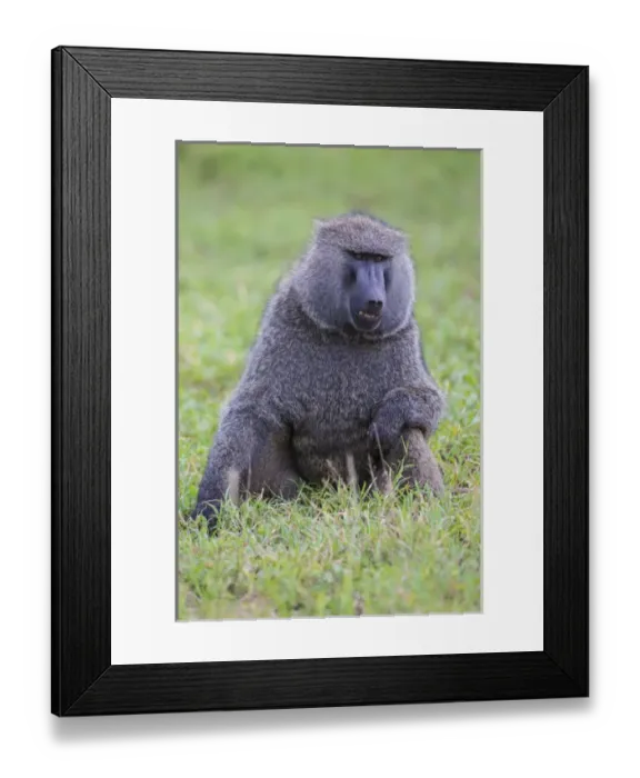 Framed Print : Africa. Tanzania. Olive baboon (Papio anubis) male at Arusha NP Framed Print : Africa. Tanzania. Olive baboon (Papio anubis) male at Arusha NP