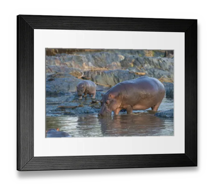 Framed Print : Africa. Tanzania. Hippopotamus (Hippopotamus amphibius) in Serengeti NP Framed Print : Africa. Tanzania. Hippopotamus (Hippopotamus amphibius) in Serengeti NP