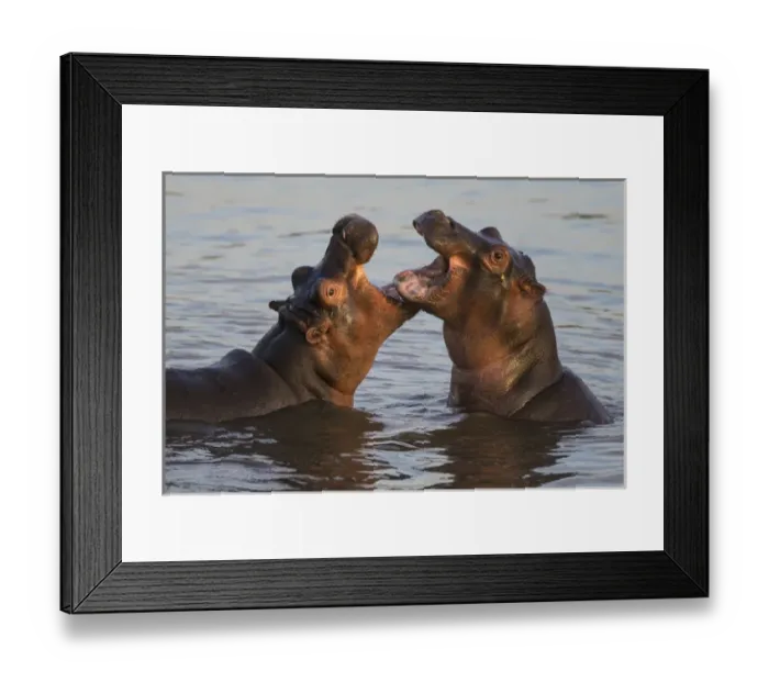 Framed Print : Africa. Tanzania. Hippopotamus (Hippopotamus amphibius) in Serengeti NP Framed Print : Africa. Tanzania. Hippopotamus (Hippopotamus amphibius) in Serengeti NP