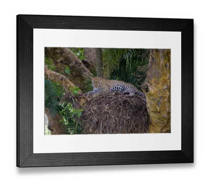 Framed Print : Africa. Tanzania. African leopard (Panthera pardus) in a tree in Serengeti NP