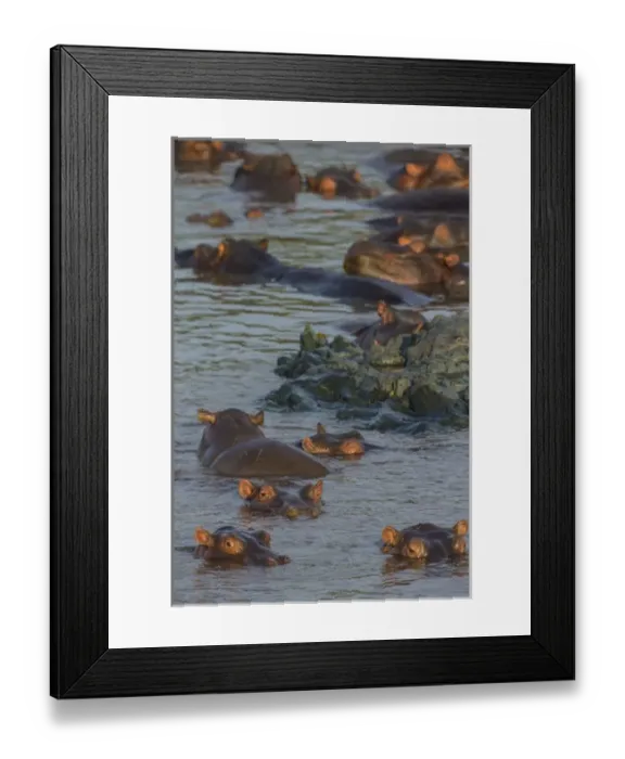 Framed Print : Africa. Tanzania. Hippopotamus (Hippopotamus amphibius) in Serengeti NP Framed Print : Africa. Tanzania. Hippopotamus (Hippopotamus amphibius) in Serengeti NP