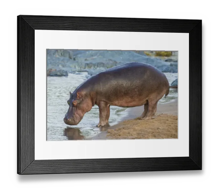 Framed Print : Africa. Tanzania. Hippopotamus (Hippopotamus amphibius) in Serengeti NP