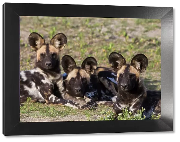 Africa. Tanzania. African wild dogs (Lycaon pictus), an endangered species, in Serengeti
