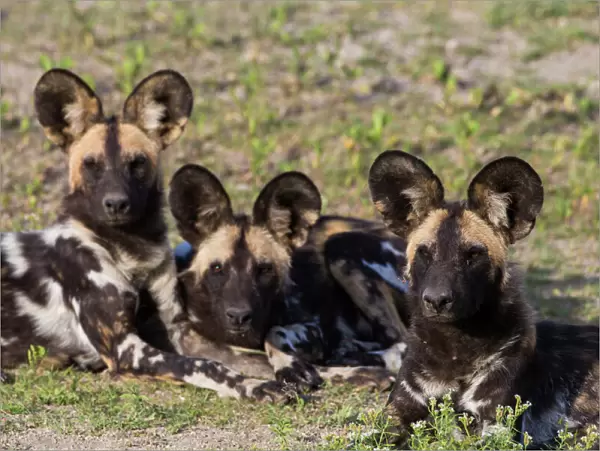 Africa. Tanzania. African wild dogs (Lycaon pictus), an endangered species, in Serengeti