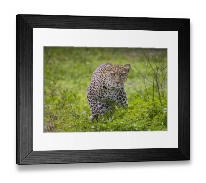 Framed Print : Africa. Tanzania. African leopard (Panthera pardus) stalking prey in Serengeti NP Framed Print : Africa. Tanzania. African leopard (Panthera pardus) stalking prey in Serengeti NP