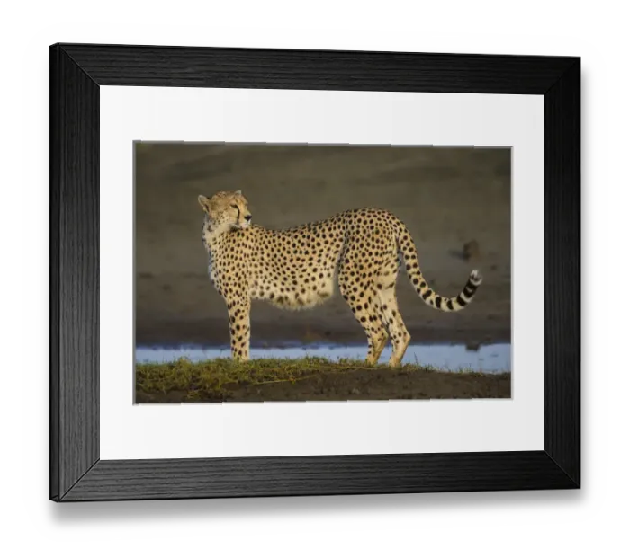 Framed Print : Africa. Tanzania. Cheetah (Acinonyx jubatus) at Ndutu in Serengeti NP Framed Print : Africa. Tanzania. Cheetah (Acinonyx jubatus) at Ndutu in Serengeti NP