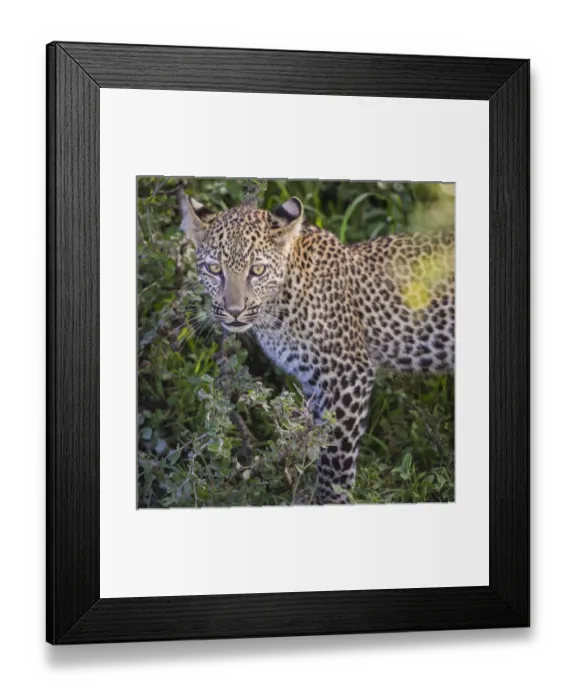 Framed Print : Africa. Tanzania. African leopard (Panthera pardus) stalking prey in Serengeti NP Framed Print : Africa. Tanzania. African leopard (Panthera pardus) stalking prey in Serengeti NP