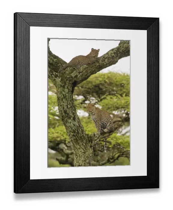 Framed Print : Africa. Tanzania. African leopard (Panthera pardus) mother and cub in a tree in Framed Print : Africa. Tanzania. African leopard (Panthera pardus) mother and cub in a tree in