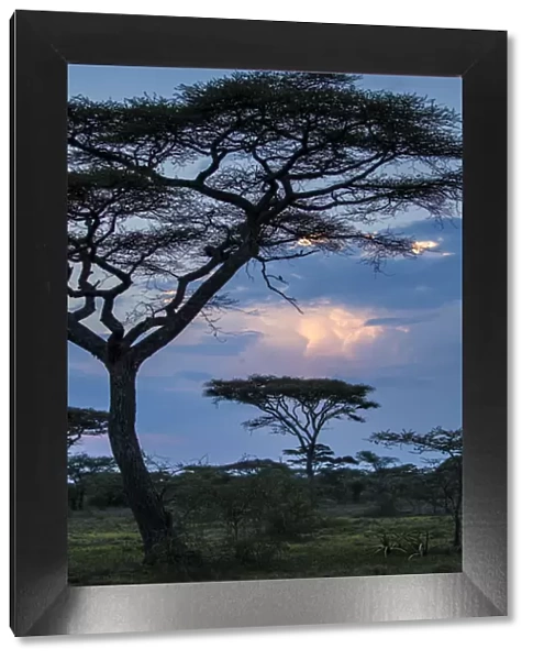 Africa. Tanzania. Thunder clouds lit by evening sun during rain storm at Ndutu Safari