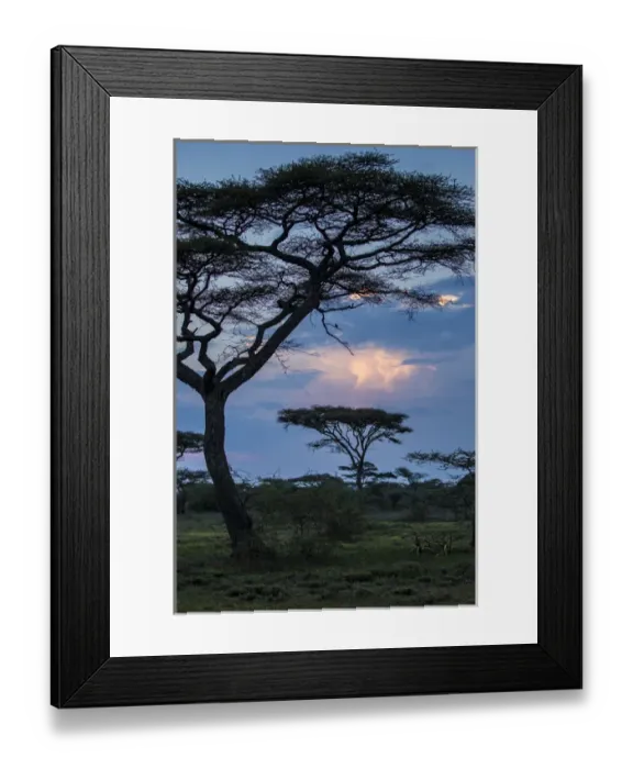 Framed Print : Africa. Tanzania. Thunder clouds lit by evening sun during rain storm at Ndutu Safari Framed Print : Africa. Tanzania. Thunder clouds lit by evening sun during rain storm at Ndutu Safari