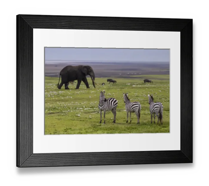 Framed Print : Africa. Tanzania. African elephant (Loxodonta africana) at the crater in the Ngorongoro
