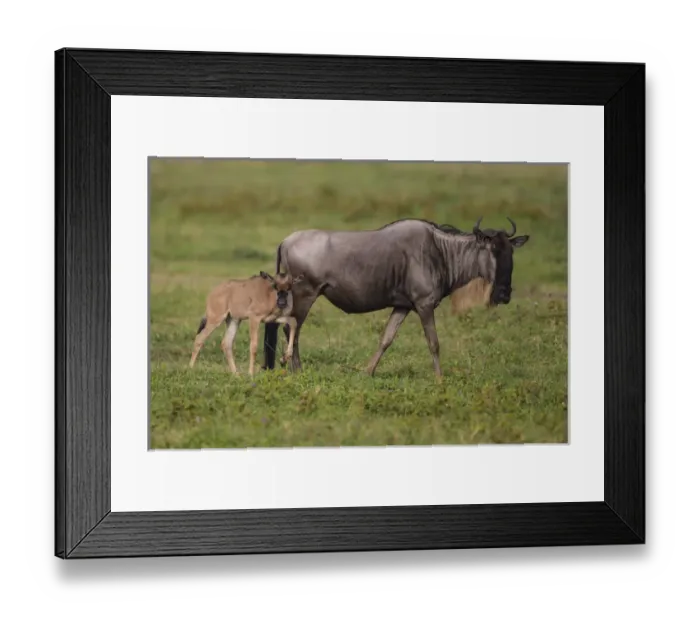 Framed Print : Africa. Tanzania. Wildebeest birthing during the annual Great Migration in Serengeti NP