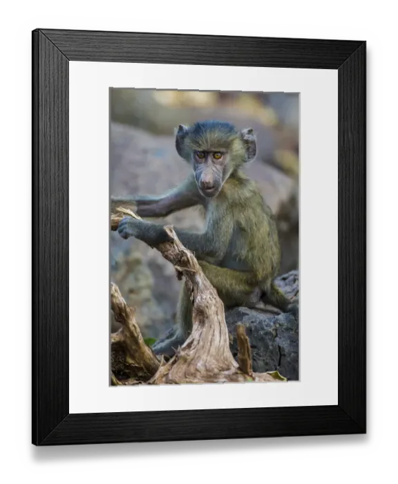 Framed Print : Africa. Tanzania. Yellow baboon (Papio cynocephalus) juvenile at Serengeti NP Framed Print : Africa. Tanzania. Yellow baboon (Papio cynocephalus) juvenile at Serengeti NP