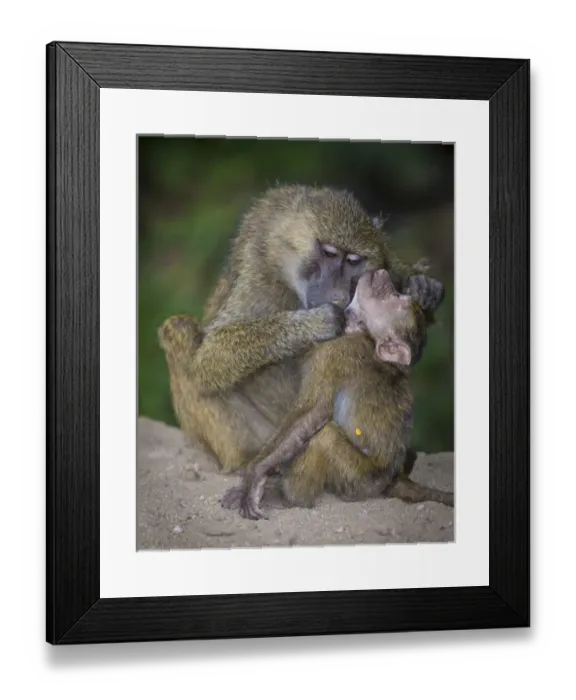 Framed Print : Africa. Tanzania. Yellow baboon (Papio cynocephalus) female with baby at Serengeti NP Framed Print : Africa. Tanzania. Yellow baboon (Papio cynocephalus) female with baby at Serengeti NP