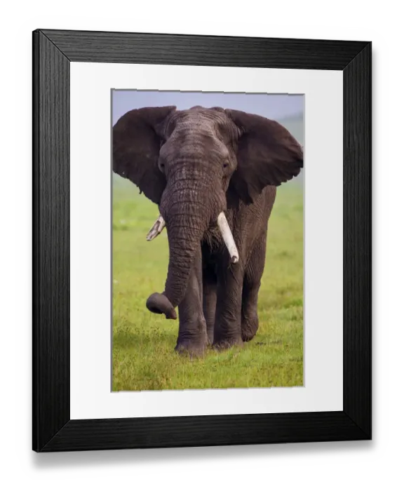 Framed Print : Africa. Tanzania. African elephant (Loxodonta africana) at the crater in the Ngorongoro Framed Print : Africa. Tanzania. African elephant (Loxodonta africana) at the crater in the Ngorongoro