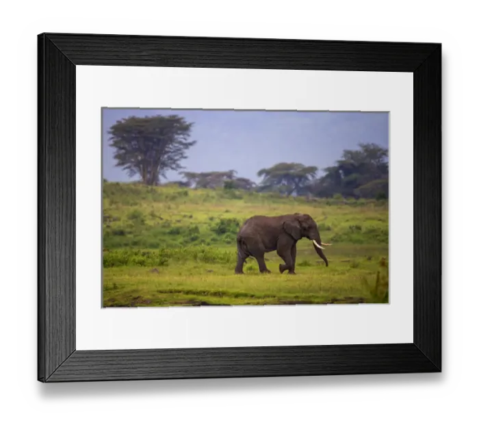 Framed Print : Africa. Tanzania. African elephant (Loxodonta africana) at the crater in the Ngorongoro