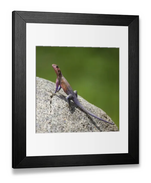 Framed Print : Africa. Tanzania. Agama (Agama agama) lizard in Serengeti NP