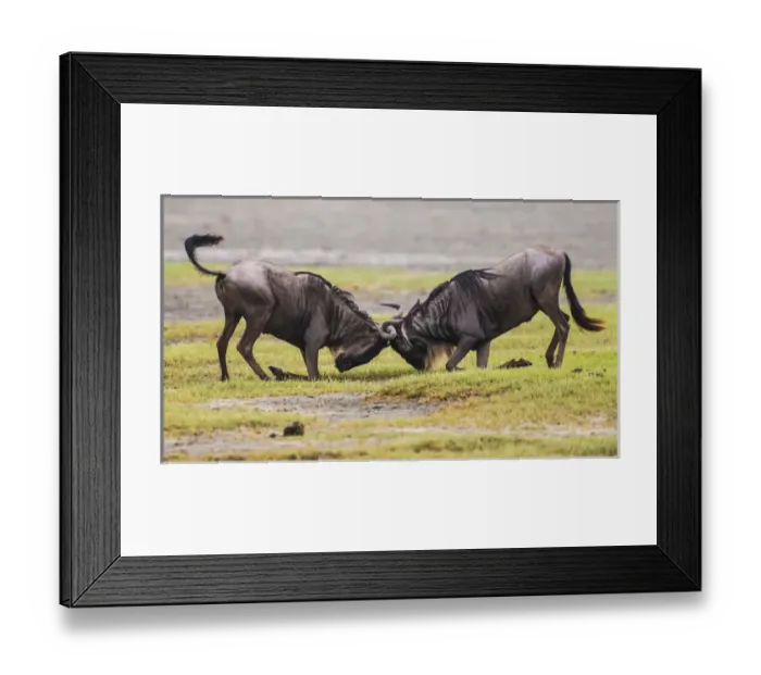 Framed Print : Africa. Tanzania. Wildebeest fighting during the annual Great Migration in Serengeti NP