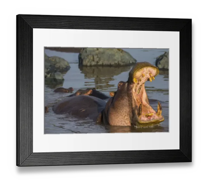 Framed Print : Africa. Tanzania. Hippopotamus (Hippopotamus amphibius) in Serengeti NP