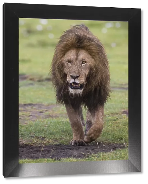 Africa. Tanzania. African lion (Panthera leo) at Ngorongoro crater in the Ngorongoro