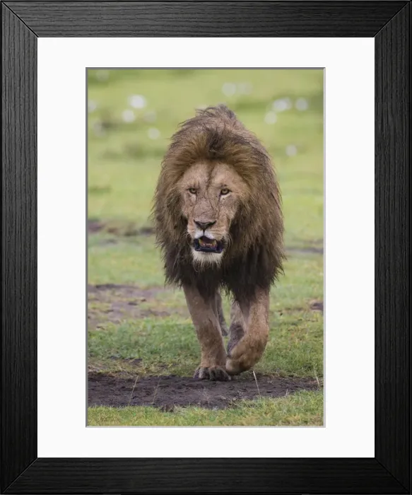 Framed Print : Africa. Tanzania. African lion (Panthera leo) at Ngorongoro crater in the Ngorongoro Framed Print : Africa. Tanzania. African lion (Panthera leo) at Ngorongoro crater in the Ngorongoro