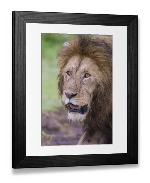 Framed Print : Africa. Tanzania. African lion (Panthera leo) at Ngorongoro crater in the Ngorongoro Framed Print : Africa. Tanzania. African lion (Panthera leo) at Ngorongoro crater in the Ngorongoro