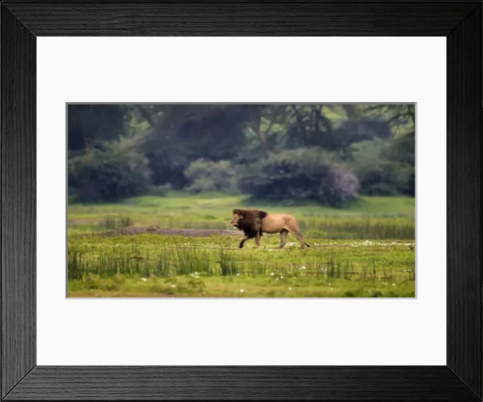 Framed Print : Africa. Tanzania. African lion (Panthera leo) at Ngorongoro crater in the Ngorongoro Framed Print : Africa. Tanzania. African lion (Panthera leo) at Ngorongoro crater in the Ngorongoro