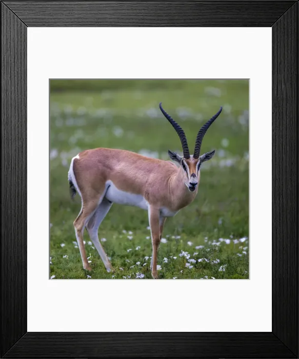 Framed Print : Africa. Tanzania. Grants gazelle (Nanger granti) in Serengeti NP Framed Print : Africa. Tanzania. Grants gazelle (Nanger granti) in Serengeti NP