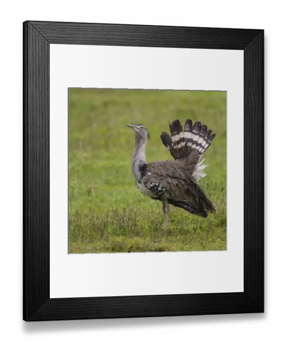 Framed Print : Africa. Tanzania. Kori bustard (Ardeotis kori struthiunculus) at Ngorongoro crater Framed Print : Africa. Tanzania. Kori bustard (Ardeotis kori struthiunculus) at Ngorongoro crater