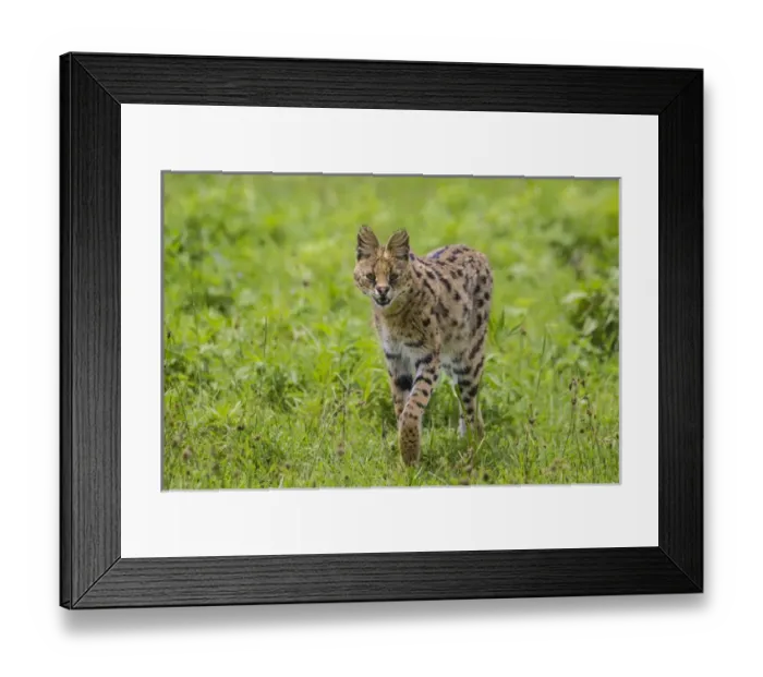 Framed Print : Africa. Tanzania. Serval cat (Leptailurus serval) hunting in Serengeti NP Framed Print : Africa. Tanzania. Serval cat (Leptailurus serval) hunting in Serengeti NP