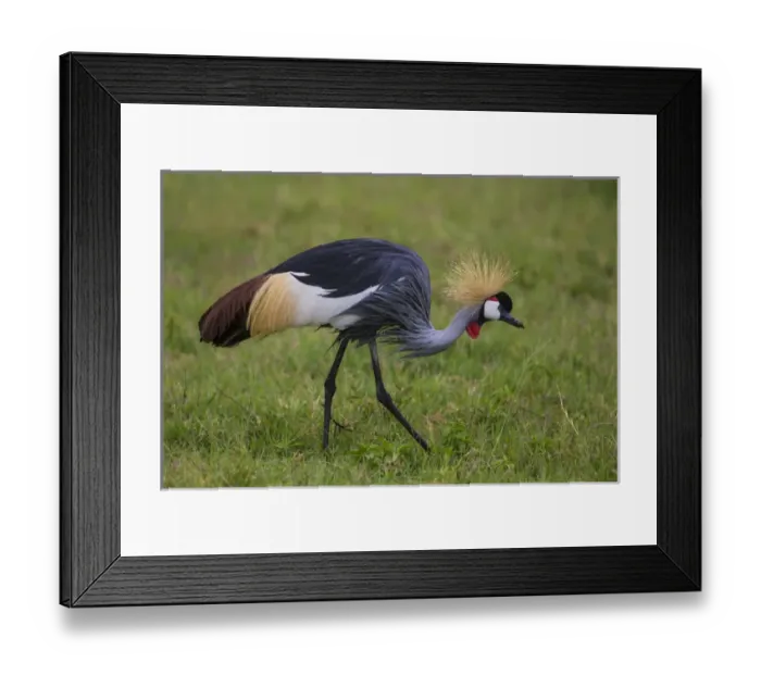 Framed Print : Africa. Tanzania. Grey crowned crane (Balearica regulorum) at Ngorongoro crater Framed Print : Africa. Tanzania. Grey crowned crane (Balearica regulorum) at Ngorongoro crater