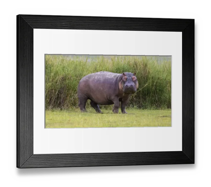 Framed Print : Africa. Tanzania. Hippopotamus (Hippopotamus amphibius) in Serengeti NP Framed Print : Africa. Tanzania. Hippopotamus (Hippopotamus amphibius) in Serengeti NP