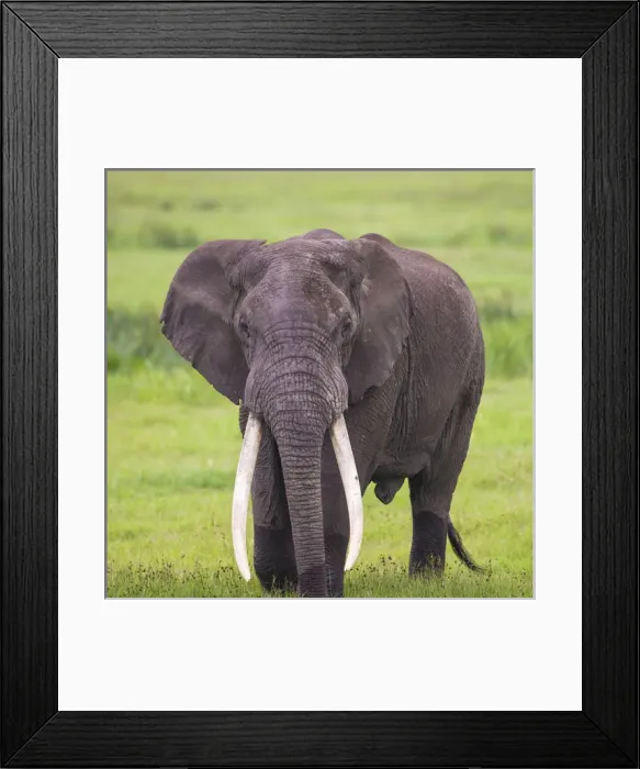 Framed Print : Africa. Tanzania. African elephant (Loxodonta africana) at the crater in the Ngorongoro