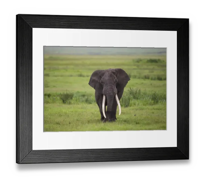 Framed Print : Africa. Tanzania. African elephant (Loxodonta africana) at the crater in the Ngorongoro Framed Print : Africa. Tanzania. African elephant (Loxodonta africana) at the crater in the Ngorongoro