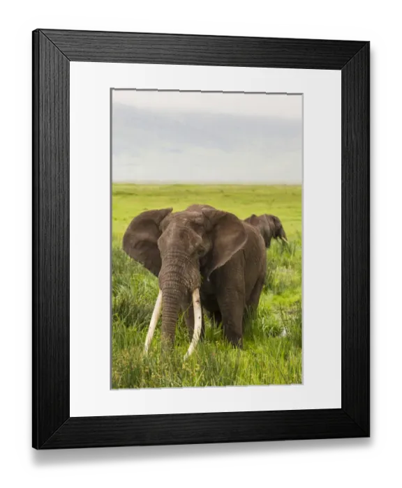 Framed Print : Africa. Tanzania. African elephants (Loxodonta africana) at the crater in the Ngorongoro
