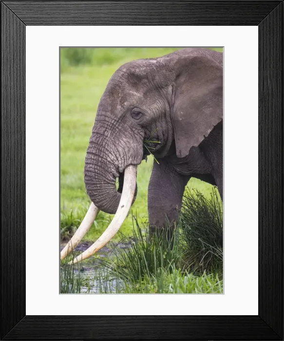 Framed Print : Africa. Tanzania. African elephant (Loxodonta africana) at the crater in the Ngorongoro