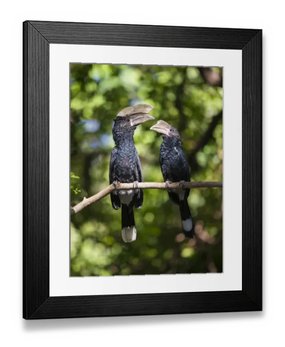 Framed Print : Africa. Tanzania. Silvery-cheeked hornbill (Bycanistes brevis) mating pair at Manyara NP Framed Print : Africa. Tanzania. Silvery-cheeked hornbill (Bycanistes brevis) mating pair at Manyara NP