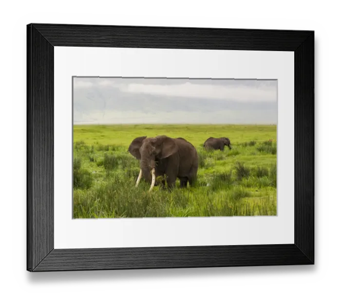 Framed Print : Africa. Tanzania. African elephants (Loxodonta africana) at the crater in the Ngorongoro
