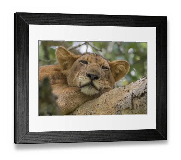 Framed Print : Africa, Uganda, Ishasha, Queen Elizabeth National Park. Lioness, (Panthera leo) in tree Framed Print : Africa, Uganda, Ishasha, Queen Elizabeth National Park. Lioness, (Panthera leo) in tree