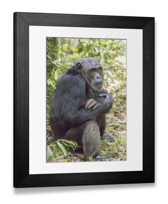 Framed Print : Africa, Uganda, Kibale Forest National Park. Chimpanzee (Pan troglodytes) in forest Framed Print : Africa, Uganda, Kibale Forest National Park. Chimpanzee (Pan troglodytes) in forest