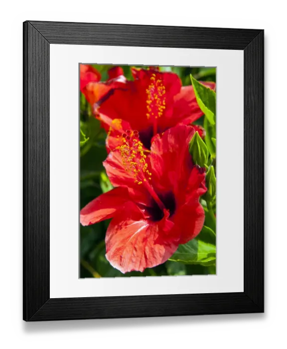Framed Print : Hibiscus, Tunisia, North Africa, Africa Framed Print : Hibiscus, Tunisia, North Africa, Africa