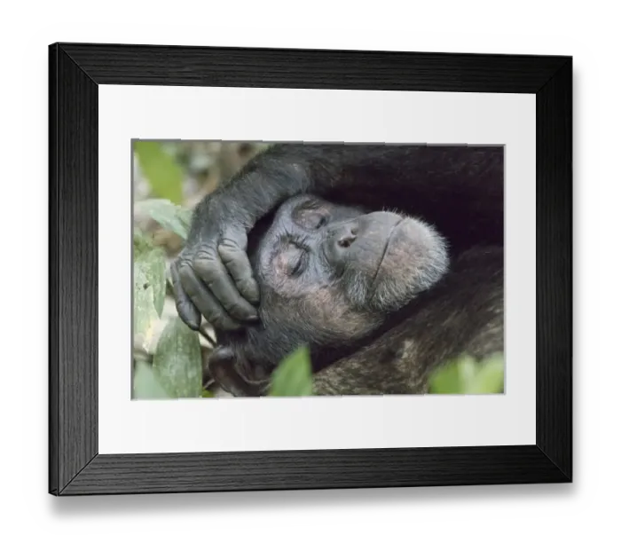Framed Print : Africa, Uganda, Kibale Forest National Park. Chimpanzee (Pan troglodytes) in forest