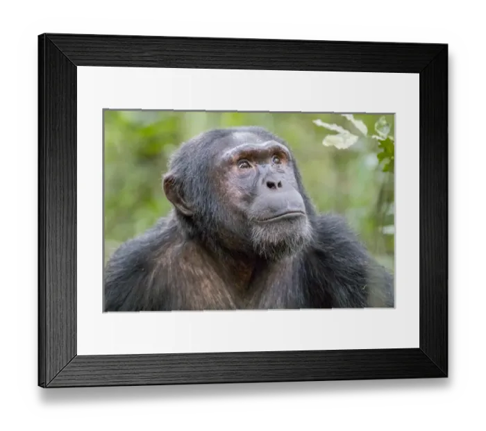 Framed Print : Africa, Uganda, Kibale Forest National Park. Chimpanzee (Pan troglodytes) in forest