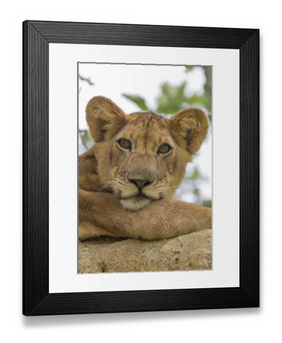 Framed Print : Africa, Uganda, Ishasha, Queen Elizabeth National Park. Lioness, (Panthera leo) in tree Framed Print : Africa, Uganda, Ishasha, Queen Elizabeth National Park. Lioness, (Panthera leo) in tree