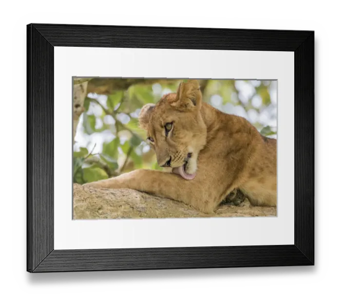 Framed Print : Africa, Uganda, Ishasha, Queen Elizabeth National Park. Lioness, (Panthera leo) in tree Framed Print : Africa, Uganda, Ishasha, Queen Elizabeth National Park. Lioness, (Panthera leo) in tree