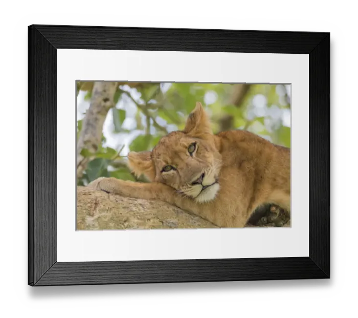 Framed Print : Africa, Uganda, Ishasha, Queen Elizabeth National Park. Lioness, (Panthera leo) in tree